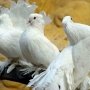 Подросток украл более 20 голубей у своего односельчанина