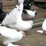 Подросток окажется за решеткой из-за кражи 20 голубей