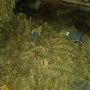 В жилище злоумышленника крымские милиционеры обнаружили более 6 кг марихуаны