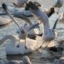 В промежуток времени сильных морозов зимующие в Крыму птицы не пострадали