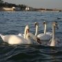 Крымские орнитологи призвали подкармливать лебедей только в промежуток времени сильных морозов