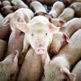 В Крыму из-за африканской чумы проверяют свинофермы
