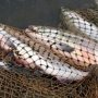 В Ялте задержали браконьеров с краснокнижной рыбой