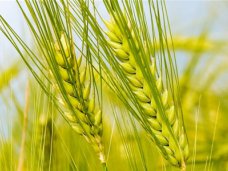 В Крыму озимые зерновые находятся в хорошем состоянии, – министр АПК (АГРОПРОМЫШЛЕННЫЙ КОМПЛЕКС)