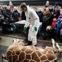 В крымском «Тайгане» желали спасти растерзанного датчанами жирафа