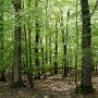 Алуште вернули лес на три миллиона гривен