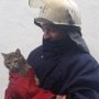 На пожаре в Севастополе спасли собаку и кота