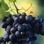 Виноделы отвоевали землю на 30 миллионов гривен в Крыму
