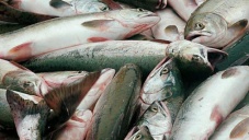На ветеринаров из Керчи завели дело о фальшивых документах на рыбу