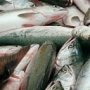 На ветеринаров из Керчи завели дело о фальшивых документах на рыбу
