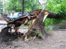 На жительницу Джанкоя упало дерево