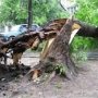 На жительницу Джанкоя упало дерево