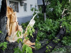 В Симферополе сильный ветер повалил 20 деревьев
