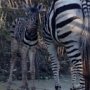 В Ялте в зоопарке «Сказка» впервые родилась зебра