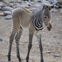 В зоопарке Ялты родился малыш зебры