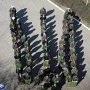 Украинские военные моряки выстроились гербом