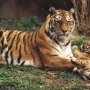 В крымском зоопарке тигрица родила двойню