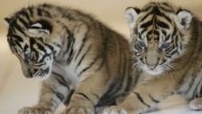 В парке львов «Тайган» в Крыму родилась двойня амурских тигров