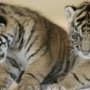 В парке львов «Тайган» в Крыму родилась двойня амурских тигров