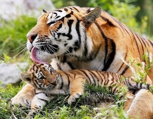 В «Тайгане» родилась двойня амурских тигрят