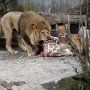Львов убили, «чтоб они не умерли»