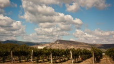 Развитием виноградарства в Крыму займется российское правительство