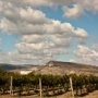 Развитием виноградарства в Крыму займется российское правительство