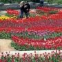 Никитский ботанический сад откроет «Парад тюльпанов»