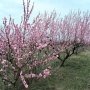 В Крыму померзли абрикос и персик
