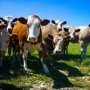 Молочная ферма в Первомайском районе получит 3 тыс. коров к сентябрю