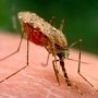 В Крыму зафиксировали случай малярии