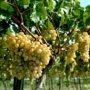 В Крыму сохранится ставка сбора на развитие виноградарства