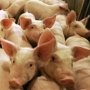 Россельхознадзор запретил ввозить свинину из Украины в Крым