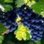 Россельхознадзор запретил ввозить в Крым саженцы винограда из Италии