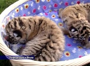 Дальневосточных тигров в Крыму теперь 28