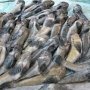Рыбинспекторы «обезоружили» браконьеров в Крыму