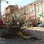 На водителя, сбившего клен в пешеходной зоне в Симферополе, подадут в суд