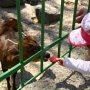 Симферопольский зооуголок пополнится новыми животными из России