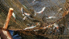 Экологи констатировали уничтожение рыбных ресурсов Азовского моря