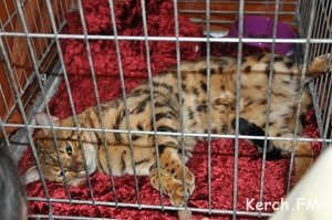 В Керчи на выставке кошек показали «кота-тигра»