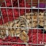 В Керчи на выставке кошек показали «кота-тигра»