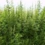 У жительницы Феодосии нашли сотню кустов марихуаны