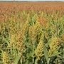 Аграриям в Крыму посоветовали заменить кукурузу подсолнечником