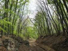 В Крыму временно введён запрет на въезд в лес на автомобиле