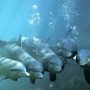 Россия возьмет на службу боевых дельфинов из Севастополя