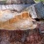 Фирма незаконно вырубила под Севастополем 107 деревьев