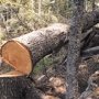 В Севастополе застройщик незаконно вырубил более 100 деревьев