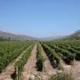 Площадь крымских виноградников планируется за 10 лет увеличить более чем втрое
