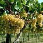 В Крыму планируют провести инвентаризацию виноградников