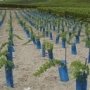 Площадь виноградников в Крыму наметили увеличить в несколько раз